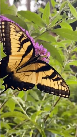 Butterfly - Eastern Tiger Swallowtail #butterfly