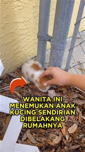 Wanita Ini Menemukan Anak Kucing Yang Galak, Tapi Akhirnya Bikin Hati Meleleh 🐱❤ #shorts #kucing