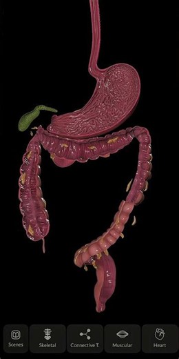 We're prepping a major digestive system update for you at Easy Anatomy!