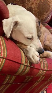 80K views · 8K reactions | Old dog snoring could be the new ASMR: Yes/No? | Kevin Bacon | Facebook