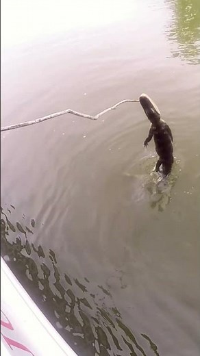 Swamp Tour Gone Wild Gator Loves Marshmallows! 🌾🐊