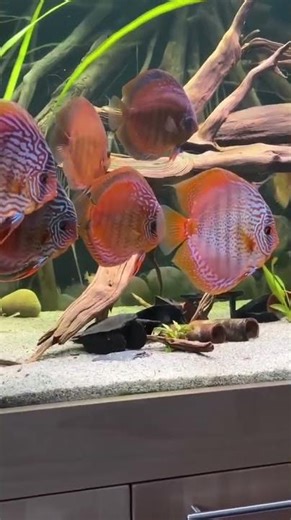 Magnificent Discus in a Large Planted Aquarium #shorts #aquarium #discus #magnificent #planted