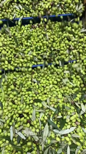 Fakta-Fakta Menarik Tentang Minyak