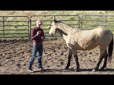 How to Round Pen a Horse