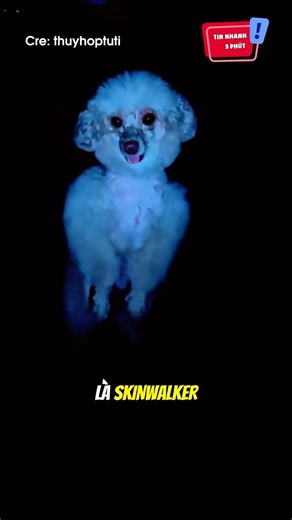 Is this dog actually a Skinwalker? 😨 #shorts