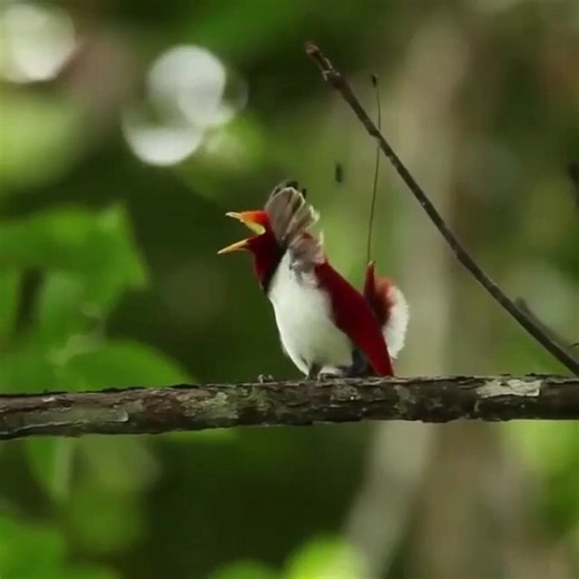 1.5M views · 103K reactions | From #birds & #nature: King Bird-of-paradise (Cicinnurus regius) | BIRDS & Nature | Facebook