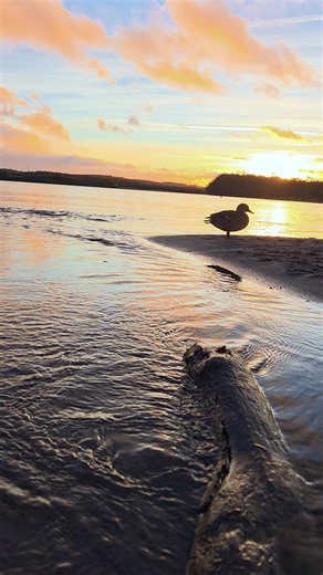 Snow White (@snowwhite_videos)’s videos with Sunrise Over The Ocean - Tim Janis