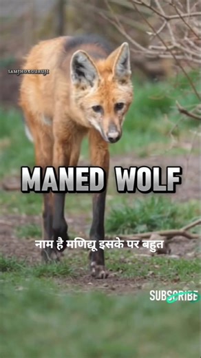 “Iska Sach Koi Nahi Batata 😱 #shorts”