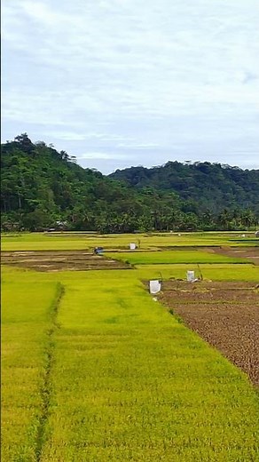 Musik Degung Sunda, Nuansa Tradisional di Tengah Sawah #degungsunda