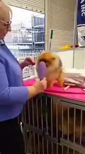 104K views · 883 reactions | Pomeranian on Reels | Facebook