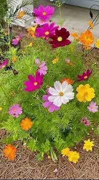 How to grow Cosmos flower| ‪@beauty_of_plants‬