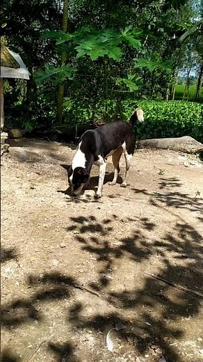 Hungry Dog Eating Rice 🐶🍚 | Cute Pet Shorts