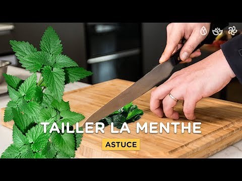 TUTO : COMMENT COUPER LA MENTHE