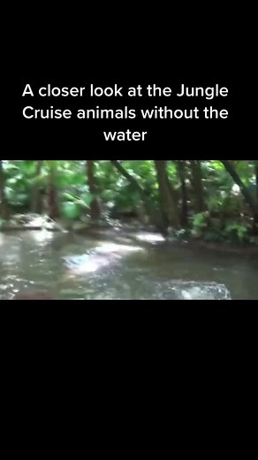Exploring Jungle Cruise Animals Behind the Scenes
