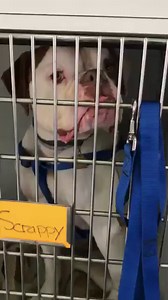 101K views · 671 reactions | UPDATE::: SCRAPPY HAS BEEN ADOPTED!!!!!!! Scrappy - still NO interest. *This was taken at our adoption event today on the North Shore bus. *****No other animals for this guy.****** www.adoptapet.com/BCRA Tomorrow we will be at Naugatuck tractor supply - in Naugatuck ct if anyone has interest with NO OTHER ANIMALS! | Brass City Rescue Alliance | Facebook