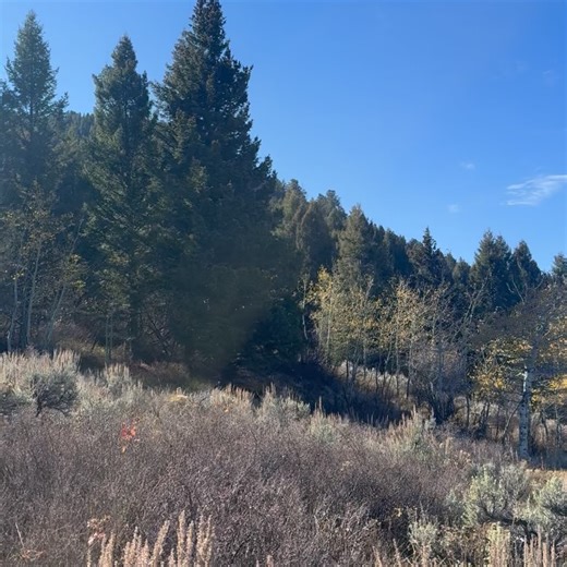 Sara Watkins on Reels