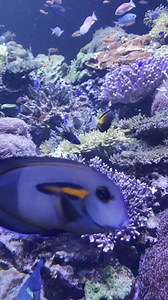 12K views · 41 reactions | So amazing!  #wildlife #nature #animals | Our Weird & Wonderful Discoveries | Facebook