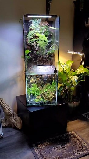 Exploring Love and Nature in a Tropical Jungle Aquarium