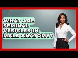 What Are Seminal Vesicles In Male Anatomy? - All About Anatomy Answers