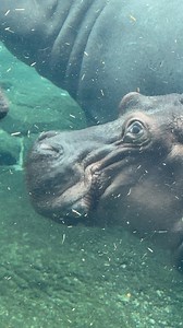 The hippo’s at the St Louis Zoo having a nice swim and snack. Their names are Mashavu, Kiboko and Tombi. The same as my cousins. Not really😊 #hippo #nature #Godisgood #fun #love | Bob Olsheske