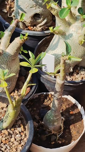 Good afternoon everyone 😊 Mai do char din se bhut active nahi rah parahi thi is ka kya karan tha is video mai aap achhe se dekh payenge dekh kar bataiyega ki kya gardening asan hai ya nahi 😊😊 #nonfollowersviewersfollowersシ゚viralfollowersシ゚ #gardeners #facebookreel #followerseveryonehighlights #suchi | Suchi Mishra