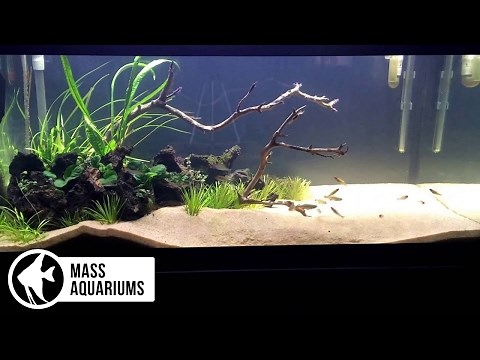 Black Beard Algae: 3 Easy Ways to Destroy BBA in your Aquarium/Plus Keeping BBA from Returning.