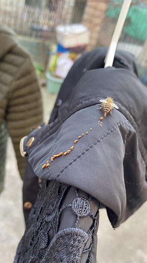 The Photons ב-TikTok