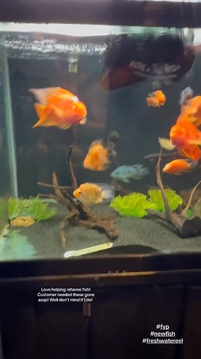 This dude is massive! Huge tire track eel! Customer asked if we took in fish! Helped her out alittle by getting them all! #fyp #smallbusiness #aquarium #freshwater #akfishkeeping | AK Fishkeeping