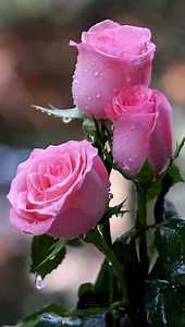 39K views · 825 reactions | Beautiful roses for you    | Charming roses | Facebook