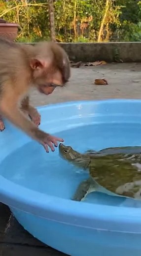 Exploring the Life of Baby Monkeys in the Forest