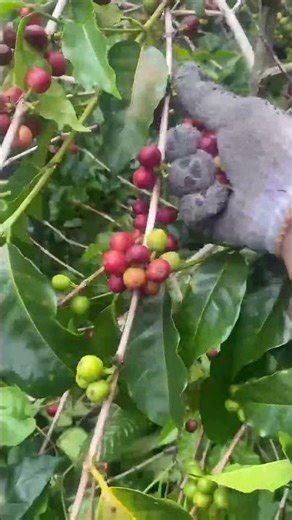 Panen kopi Gayo 1 ( Arabika) #farming #nature #agrikultur #agro #teknikpertanian #agriculture