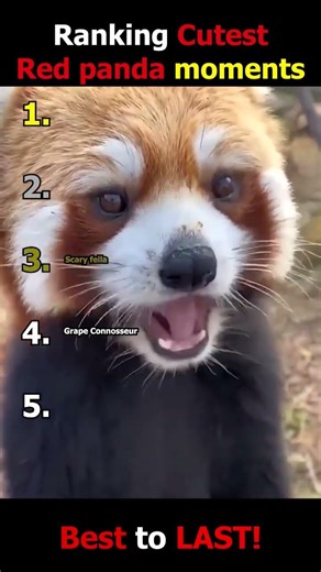 Cutest Red pandas ever!