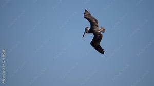 Pelican dives in the ocean, swallows fish and jumps over a wave in slow motion