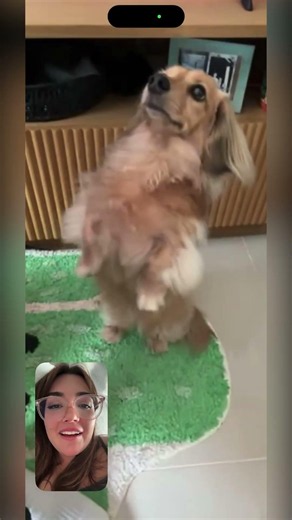 Does anyone else FaceTime there dog when they travel? 😆