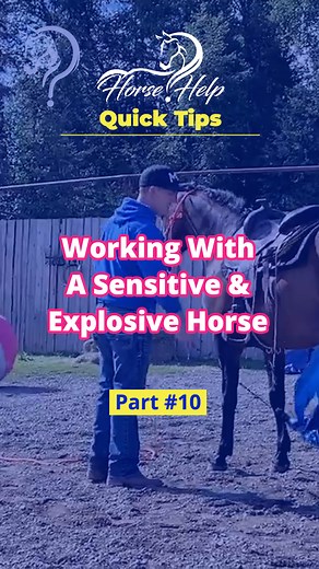 Quick Tips On Working With A Sensitive & Explosive Horse! Part 10 Want To Learn More? Visit The Link In My Bio! #horsetraining #horse #trainer #horsetrainer #trainingvideos #traininghorses #horses #horsehelp | Horse Help With Michael Gascon