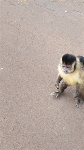 Os vídeos de David Borge (@davidborgecobras) com som original - David Borge