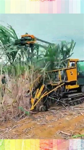 This Automated Machine is the Future of Sugarcane Harvesting! 🚜💨