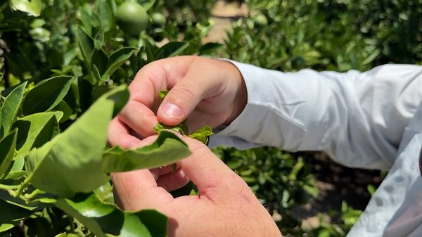 Tougher growing conditions putting the squeeze on citrus farmers