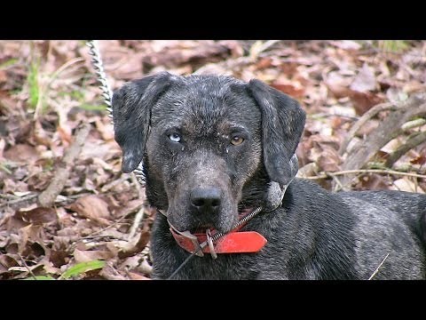 MONSTER HOGS CHARGE! HUGE WILD HOGS! Wild Hog Hunting