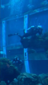 Sea Base Aquariums Epcot #epcot #findingnemo