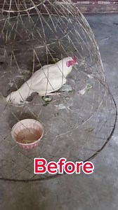 223K views · 6.6K reactions | Bird flu Treatment at home | Murgha Ghar | Facebook
