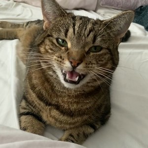 59K views · 3.1K reactions | Did you know meowing isn’t a natural behaviour for cats? A cat will use different sounds, depending on how their owner responds. This is very much a learnt behaviour from humans, which is why if you’re a chatty owner, you might have a chatty cat! #InternationalCatDay #BeCatCurious | Cats Protection | Facebook