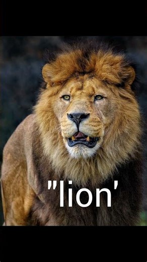 meaning of logos of ipl team #cricket #ipl #msdhoni #cricketgear