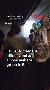WATCH: Bali police said on Tuesday (Sept 10) that 15 people were questioned about the alleged crime. Some of them claimed that the dog meat they consumed was obtained from residents because the dog was fierce and often chased them. | TODAY