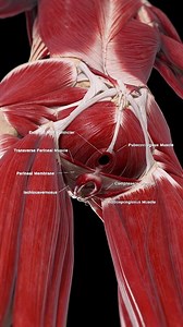 SciePro on Instagram: "🌸 The Power of the Female Pelvic Floor Muscles 🌸 The pelvic floor muscles form a supportive hammock across the bottom of the pelvis, playing a crucial role in supporting the bladder, uterus, and bowel. These muscles are essential for maintaining continence, supporting pregnancy, and contributing to core stability. Strengthening the pelvic floor is important for preventing issues like incontinence and prolapse. Understanding these muscles can help you appreciate their vit