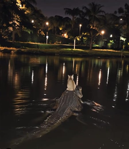 459K views · 3K reactions | Caption this. #fblifestyle | The Space Coast Rocket | Facebook