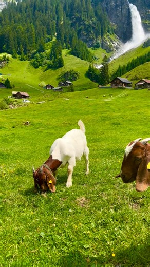 Breathtaking Swiss beauty 😍🇨🇭 📍Stäubifall Are you planning a trip to Switzerland but don’t know where to start? My Swiss Travel Map comes with over 120 Epic Swiss Destinations - each with pictures, a detailed description, how to get there and the best time to visit. 🔗Link in Bio. - Waterfalls - Villages - Lakes - Train rides - Scenic viewpoints - Castles - Gorges - Hikes - Mountain guesthouses 🎥: @markusleuprecht 🇺🇸& 🇨🇦 travels: @usa.canada.explorers #naturebeautiful #swiss #village #n