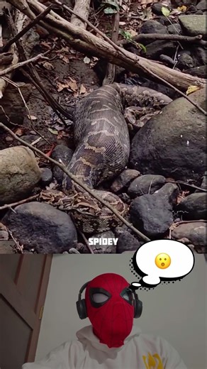 Indian rock python 🐍 @hai._hello._hai #thrissur #forest #ytshorts #thrissurforest #python #snake