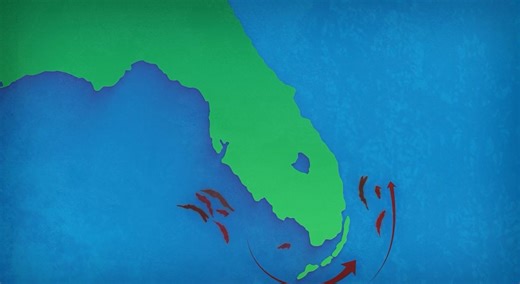 Digital Directory: Red Tide Information If you have questions concerning Red Tide, please watch the attached video entitled "Red Tide in Florida" by the Myfwc Fish and Wildlife Research Institute. Please visit the MyFWC Florida Fish and Wildlife's website to view the "Red Tide Current Status" webpage. This page contains a Daily Sample Map and Report. Click on the link here: https://myfwc.com/research/redtide/statewide/ Forecasting Red Tide: University of South Florida College of Marine Science h