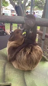 709K views · 6.5K reactions | Sol the baby sloth falling asleep while eating is way too cute  | San Antonio Zoo | Facebook
